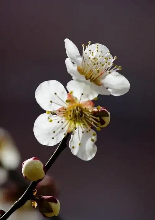 单瓣的杏梅别有一种娇怯的风韵