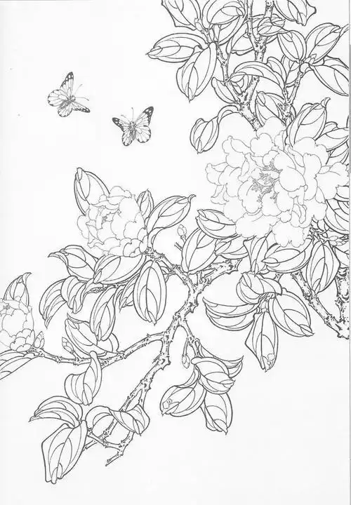 图文教程工笔画茶花画法及茶花白描画谱