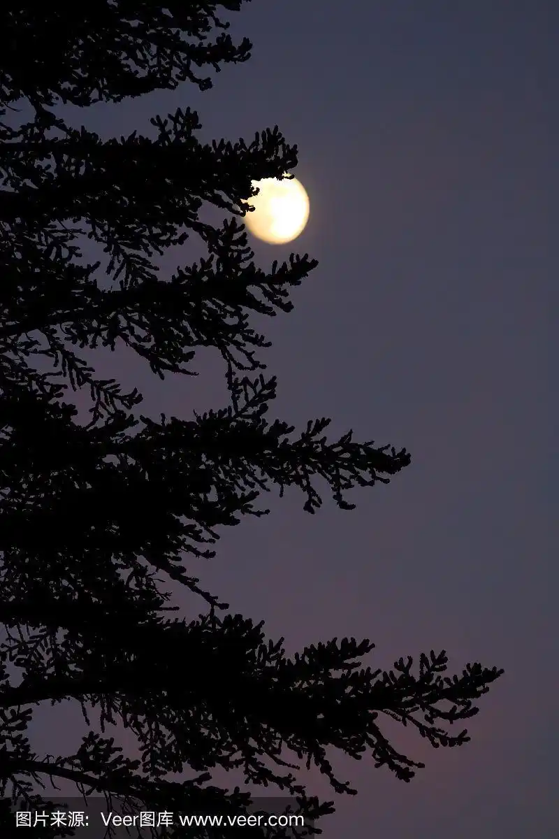 树影与月亮