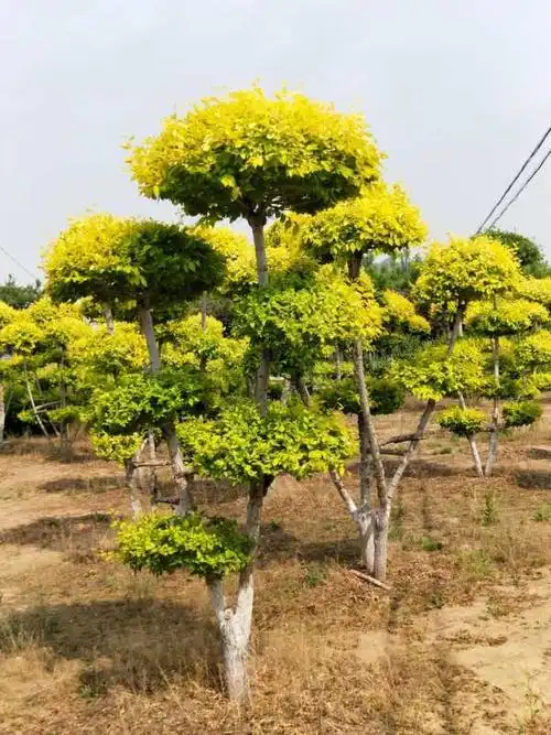 金叶榆云片造型多少钱 云片直径40-80公分造型金叶榆