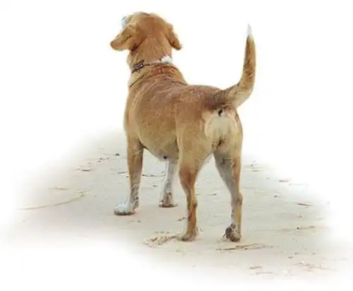 狗狗摇尾巴就是喜欢你吗?别误会了!还可能是这11种情绪