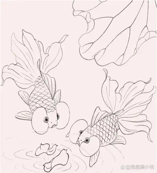 工笔画步骤分享《金鱼》