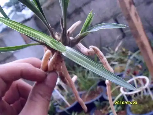 下山春兰漂亮水晶中透带花