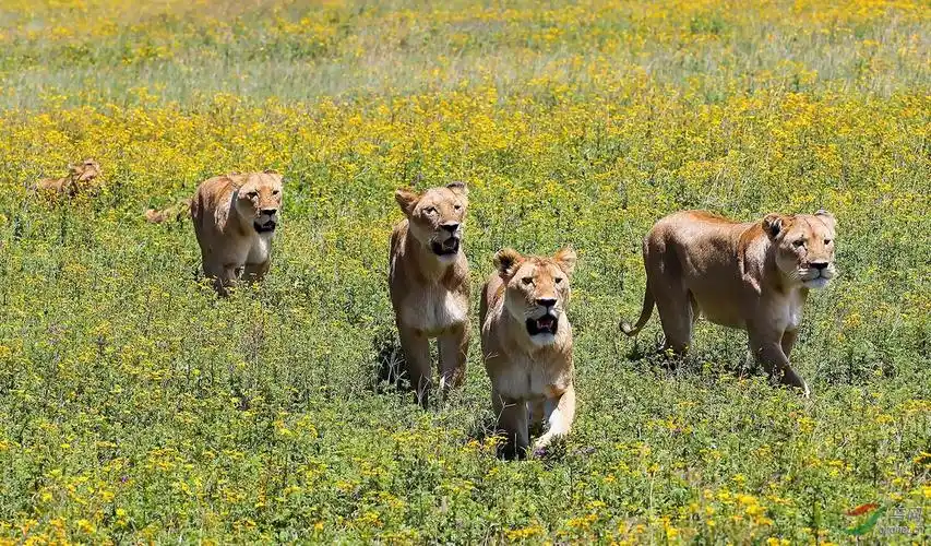五只成年母狮率队出征