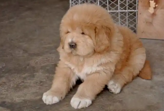 藏獒小时候还怪可爱的是真正的困困狗