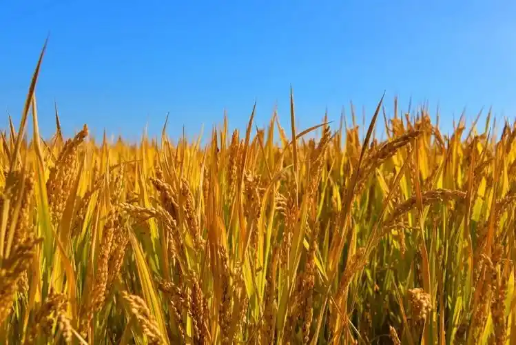 一组秋收图,带来溪田秋天最美的一抹金黄