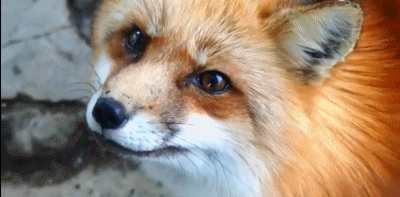 外国妹子natasha puente去了一次「宫城藏王狐狸村」,这里有150只狐狸