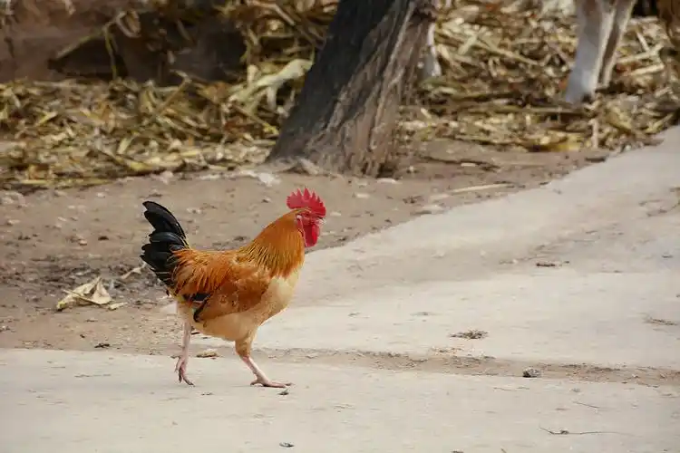 生肖之奔跑吧,小鸡!