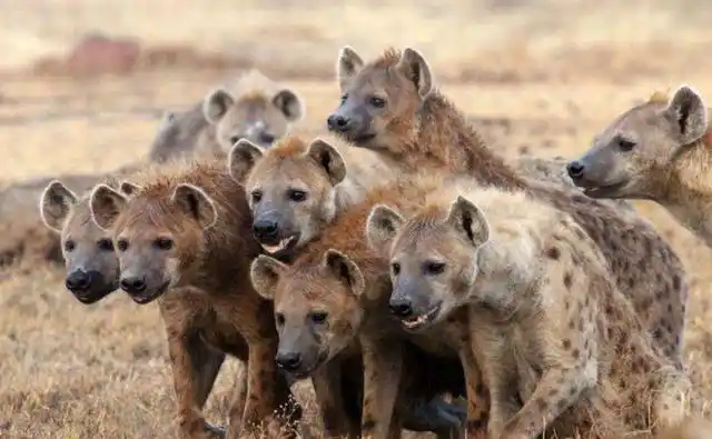 母老虎大战鬣狗,在丛林之王面前,鬣狗简直不堪一击