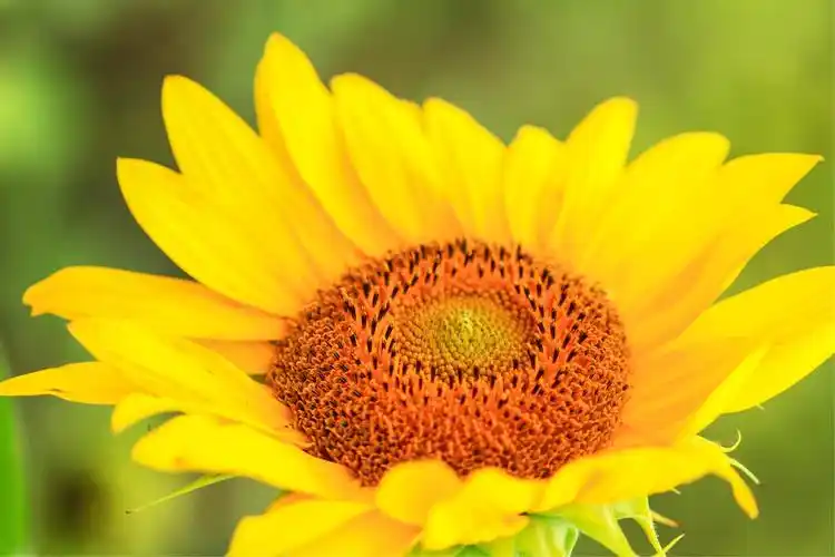 微笑的太阳花 - 美篇