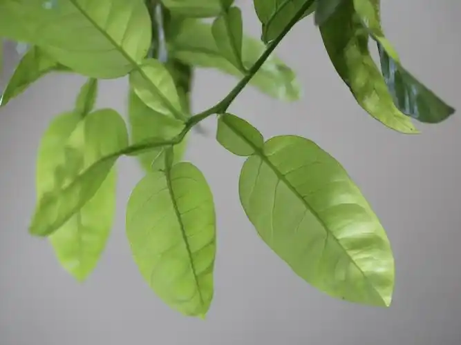 单身复叶,翼叶短于叶的一半