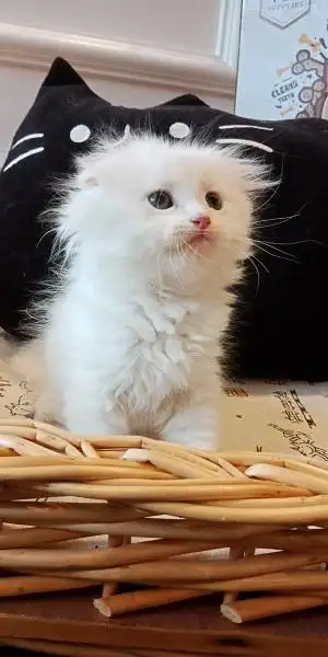 纯白长毛折耳猫!公母都有!