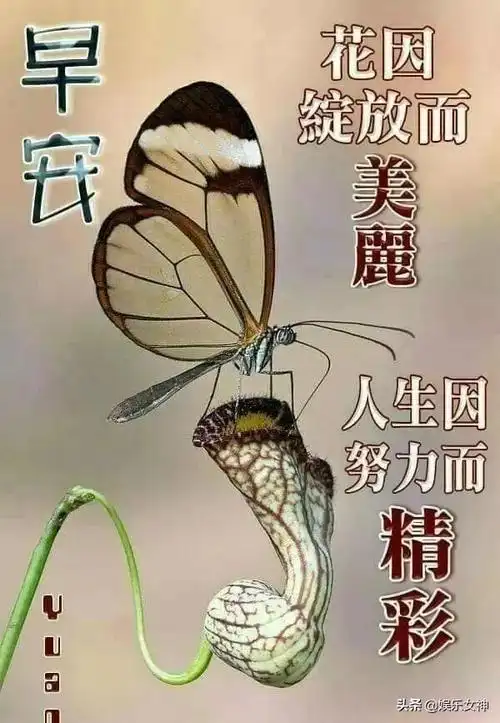 最新漂亮早上好图片动态带字,最美早安问候语动态图片大全