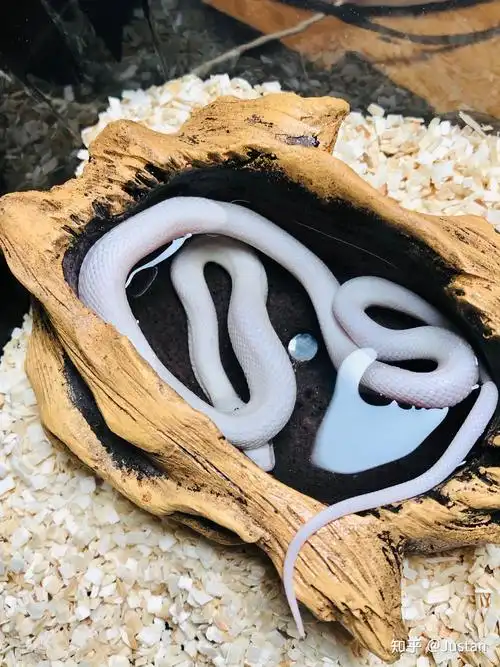 哪里能买到宠物白蛇. - 知乎