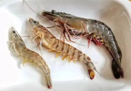 海鲜批发市场常见海虾种类大全(图)
