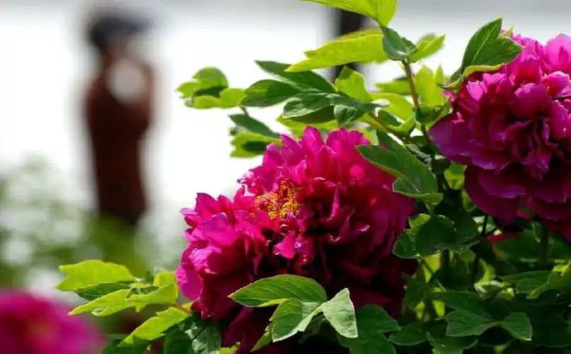 2021祝你鸿运大发