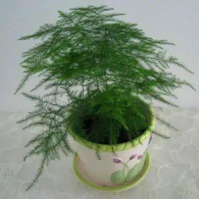 文竹到底怎么养?连续养死几盆文竹了,总是黄叶干枯