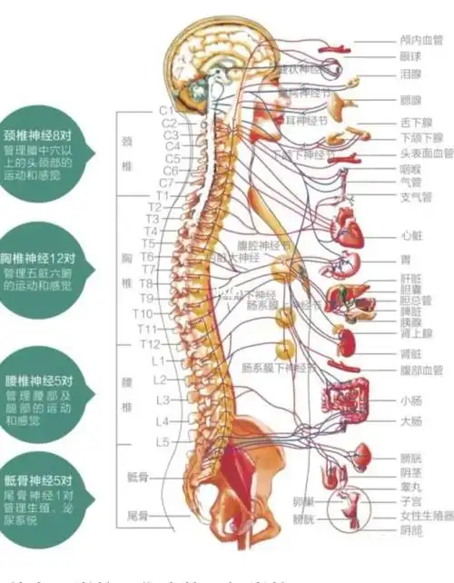 古代人有腰椎疼痛吗