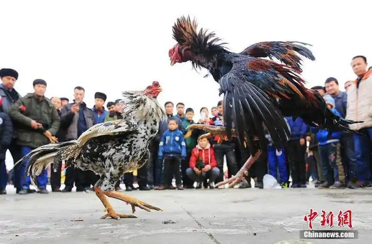 新疆博湖上演斗鸡场上的"拳击赛"(组图)