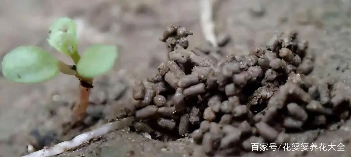 路边常见的蚯蚓粪,是最好的花草肥料,它的好处太多了