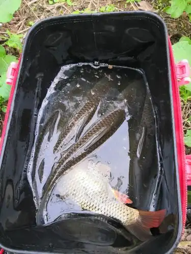 201925期-双流·大松林7th