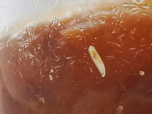 观察果蝇的生长发育过程