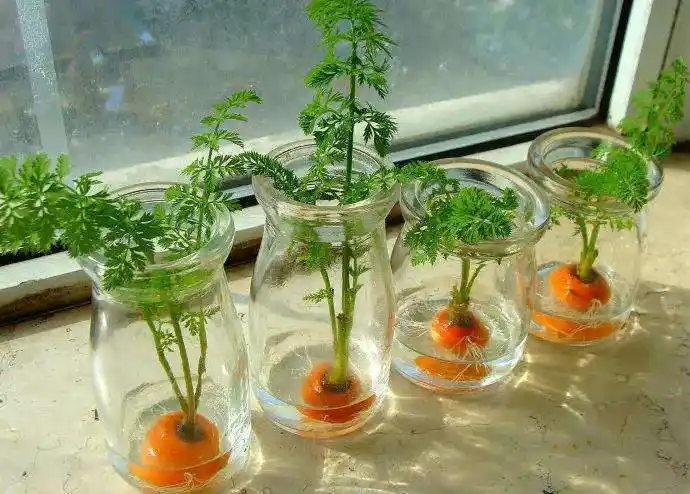 疫情期间菜不够吃不妨试试在家水培蔬菜