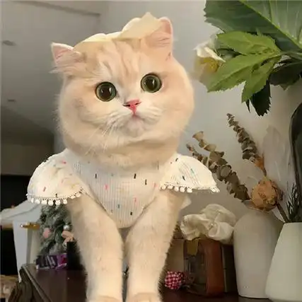 微信猫咪背景图片大全高清可爱小猫在午睡地球在转圈