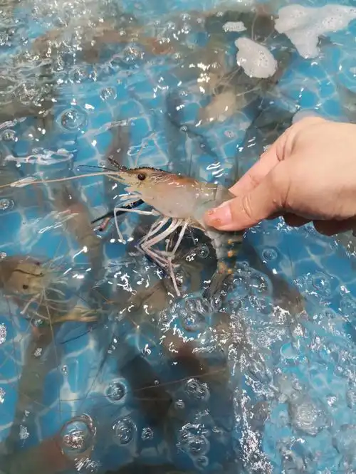 这种草虾你们那卖多少呢