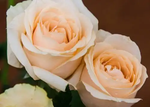 香槟玫瑰不能随便送人(香槟玫瑰不能随便送人的原因是什么)