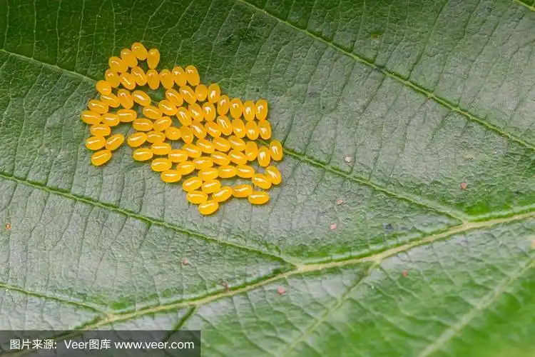 山楂蛋在绿叶上特写