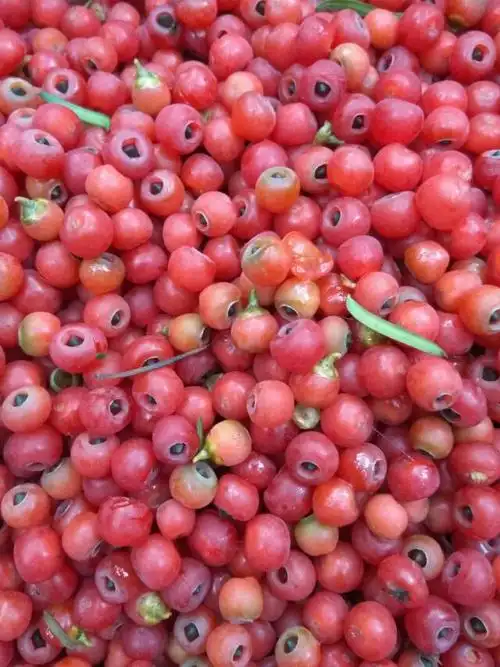 又到红豆果成熟的季节啦.