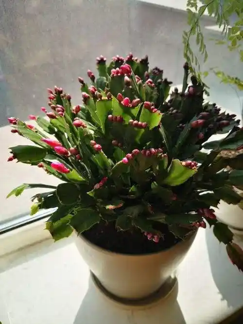 想要蟹爪兰养得好,养护细节很重要,这几点不能忽视