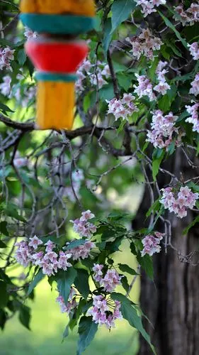 【首发】楸树花