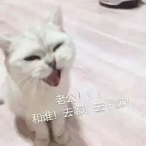 喊老公表情包猫咪版老公你去哪啦老公我想要那个