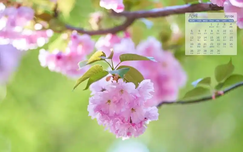 2021年4月小清新晚樱粉黛登场唯美图片日历,月历壁纸-回车桌面