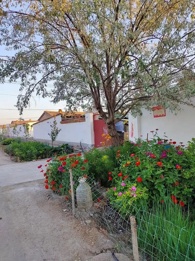 我们新疆的农村.#新疆是个好地方 #新疆农村生活 #农村小院 - 抖音