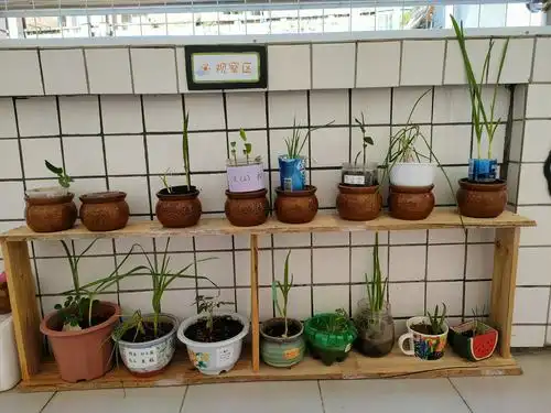 格塘幼儿园大三班植物乐园