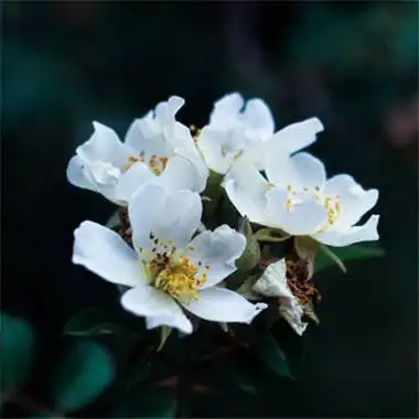 鲜花头像微信头像,好看唯美洁白的鲜花图片