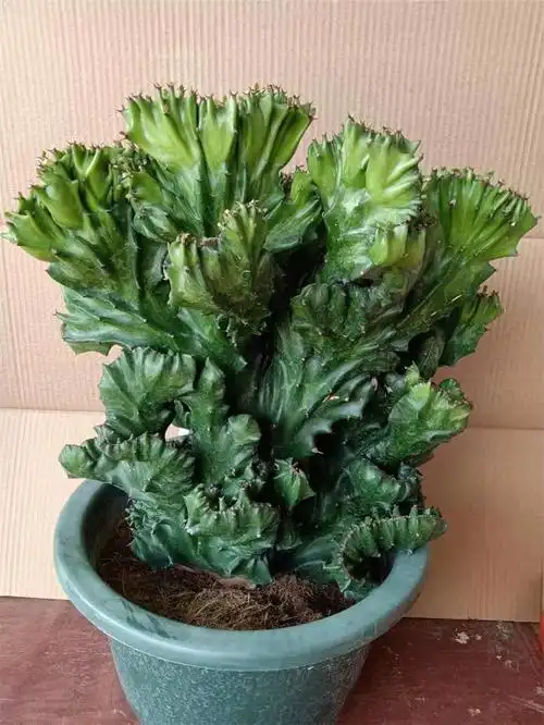 多肉植物玉麒麟盆栽麒麟盆景室内阳台甲醛耐旱多肉植物