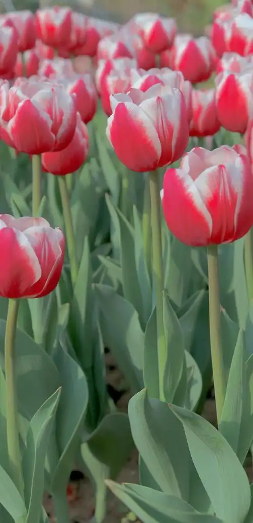 香蜜公园拍的郁金香多图