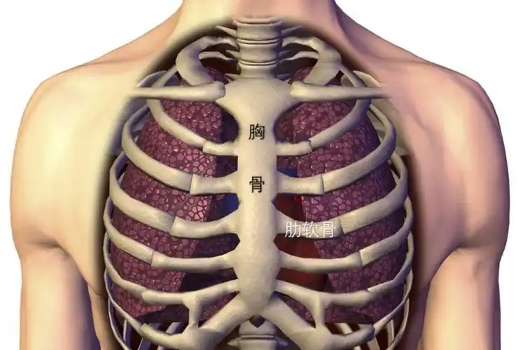 胸骨相信大家看到这,已经意识到骨骼对于我们而言有多重要了.