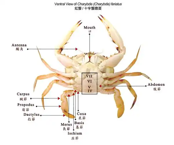 资料库 香港的经济蟹类 结构特征 资料库如何辨别蟹的性别?