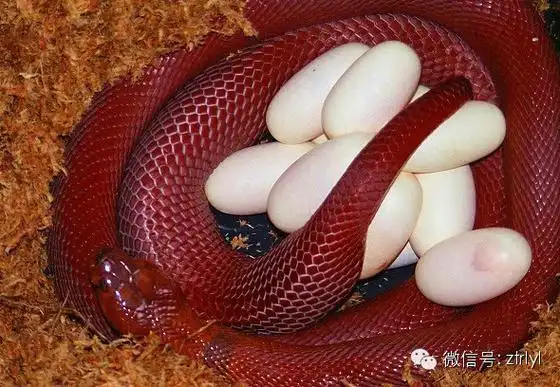 rlyl物种说今日红射毒眼镜蛇redspittingcobra