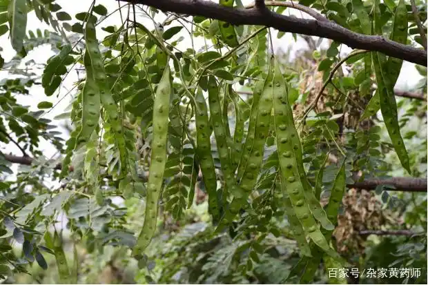 荒野维生野菜系列——山合欢