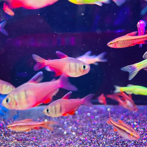 火焰旗灯鱼观赏鱼热带鱼淡水鱼宠物草缸必备扯旗群游脂鲤科