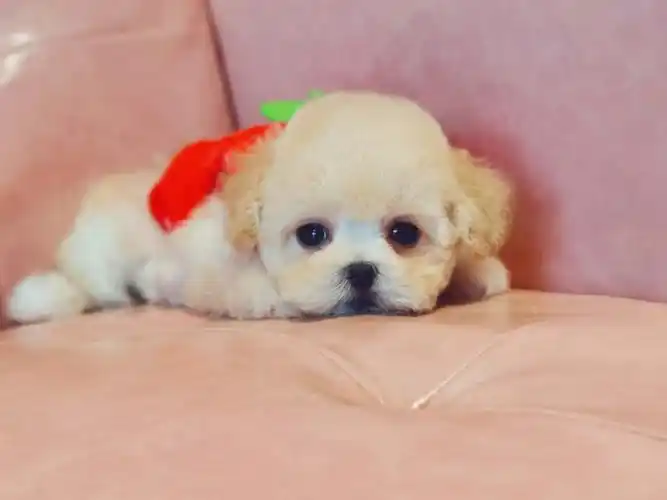 奶油色泰迪熊妹妹