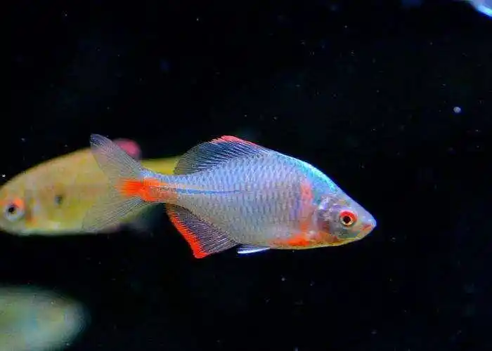 一种极漂亮的小鱼时隔60年再现山东小清河五彩斑斓成观赏鱼新宠