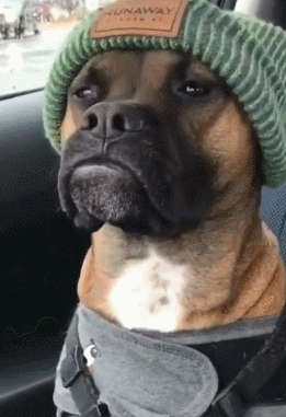 2019年度沙雕狗子,最后一个笑岔气!_gif