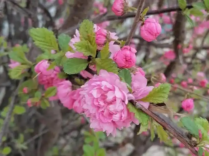 刺玫菊花艳丽芬芳优雅漂亮深受旅游爱好者的喜爱四
